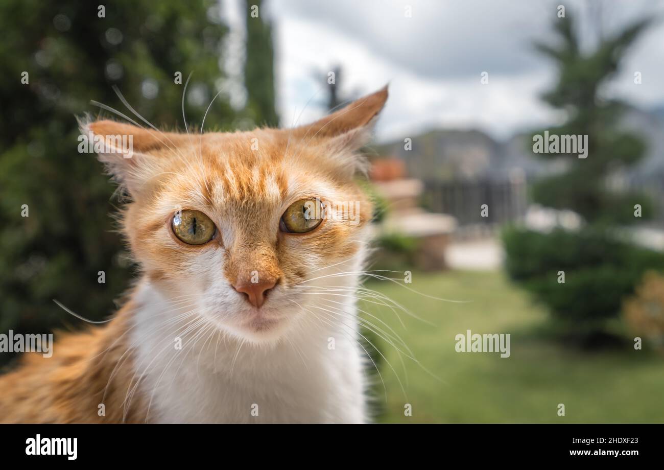 gatto, trampino, gatti Foto Stock