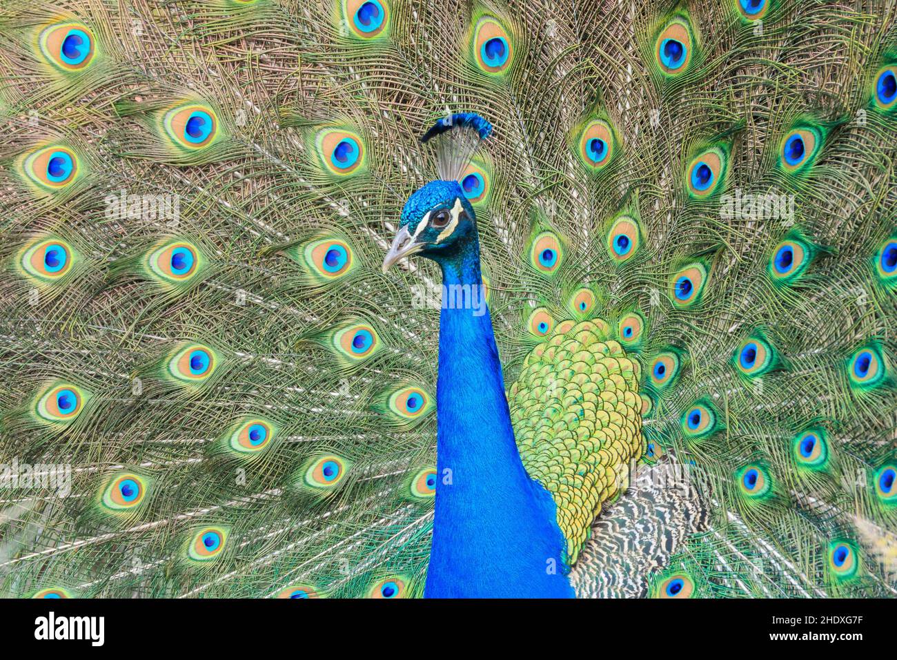 farfalla di pavone, pavone, farfalle di pavone, pavoni Foto Stock