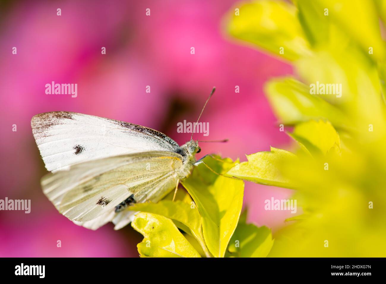farfalla, pieris canidia, farfalle, cavolo indiano bianco Foto Stock