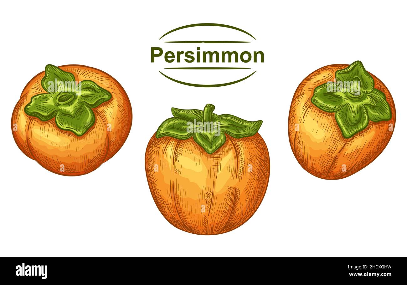 Maturo sharon persimmon asian giallo succosa frutta disegnata a mano set. Esotico autunno giapponese kaki.sketch. Vitamina dolce tropicale sano dessert cibo. Vettore Illustrazione Vettoriale