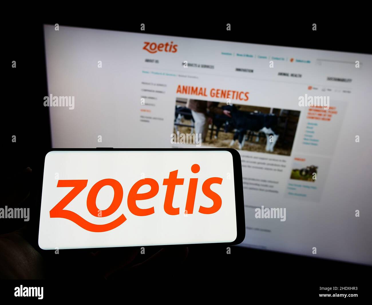 Persona che tiene il cellulare con il logo della compagnia statunitense Zoetis Inc. Di droga animale sullo schermo di fronte al sito web aziendale. Mettere a fuoco sul display del telefono. Foto Stock