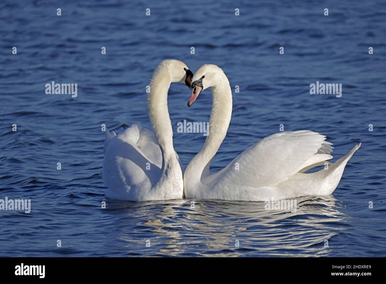 Due mute Swans al Slimbridge WWT Gloucestershire UK Foto Stock
