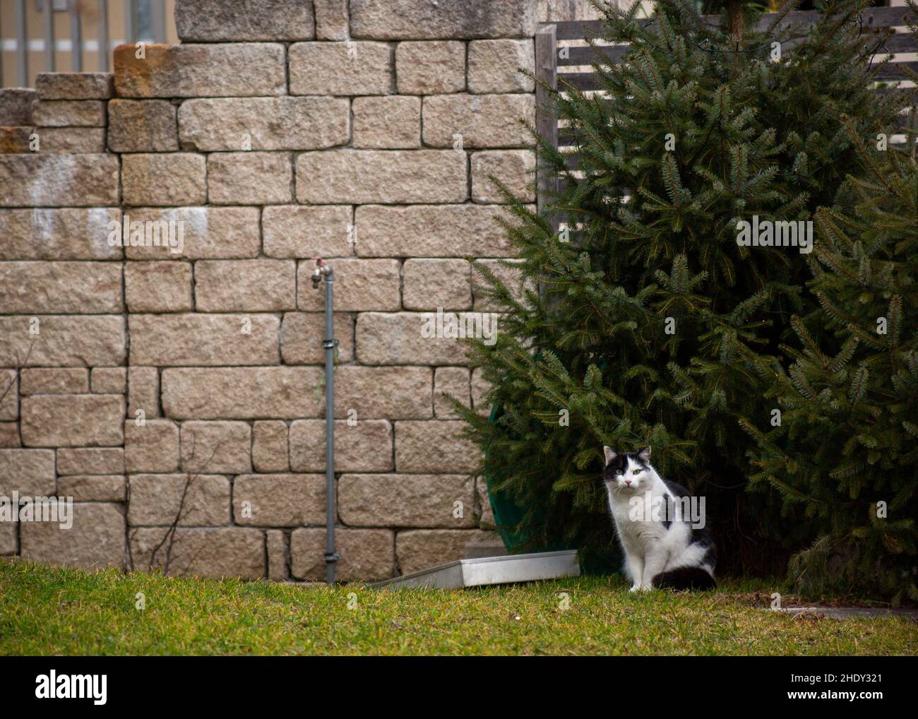Bianco e nero gatto in giardino Foto Stock