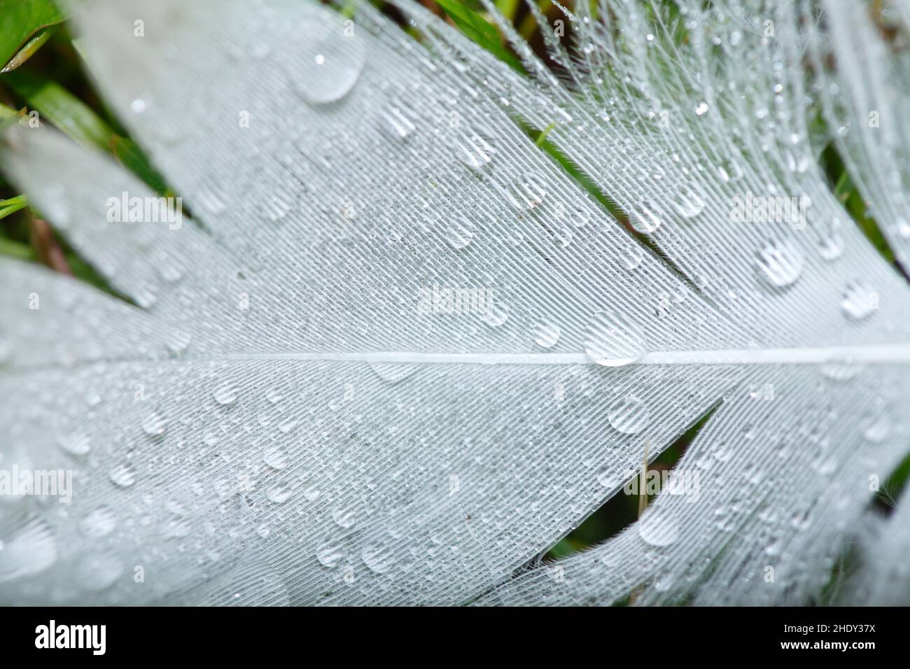 piuma, piume Foto Stock