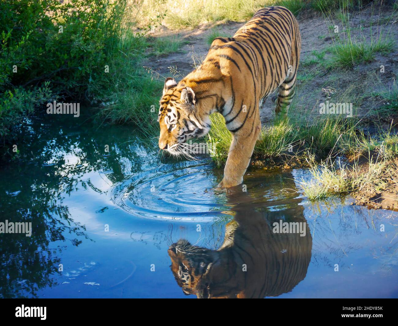 Una tigre di Bengala maschio adulto (Panthera tigris tigris) crea increspature e una riflessione come lui passi in un laghetto per raffreddarsi in una giornata calda. Foto Stock