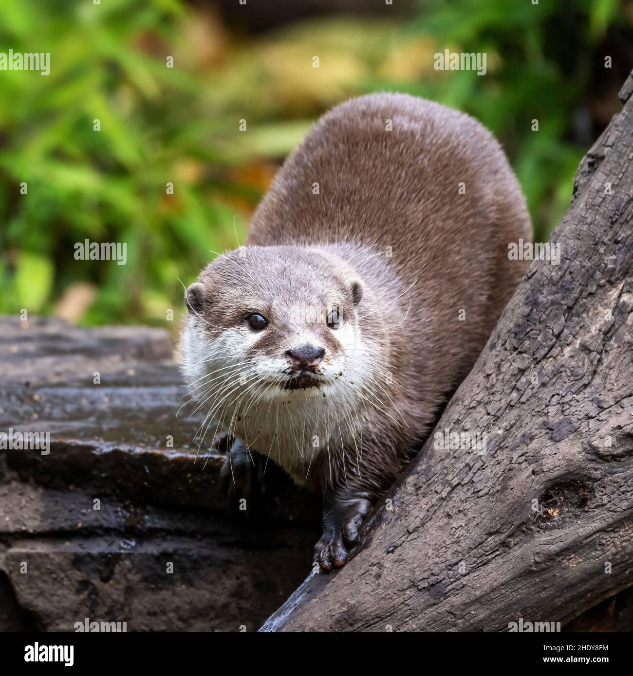 Lontra orientale, cinereo di Aonice, su muro di pietra con sfondo fogliame. Questa è la specie di lontra più piccola del mondo ed è indigena Foto Stock
