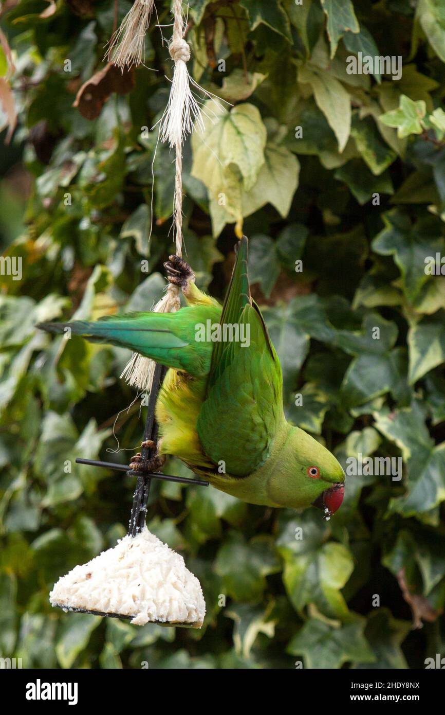 Parakeet rosato appeso su una torta di uccelli Foto Stock