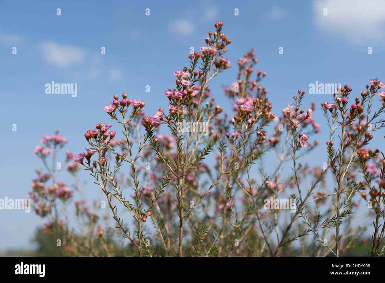 Fiori di cera crescente in aiuole di fiori Foto Stock