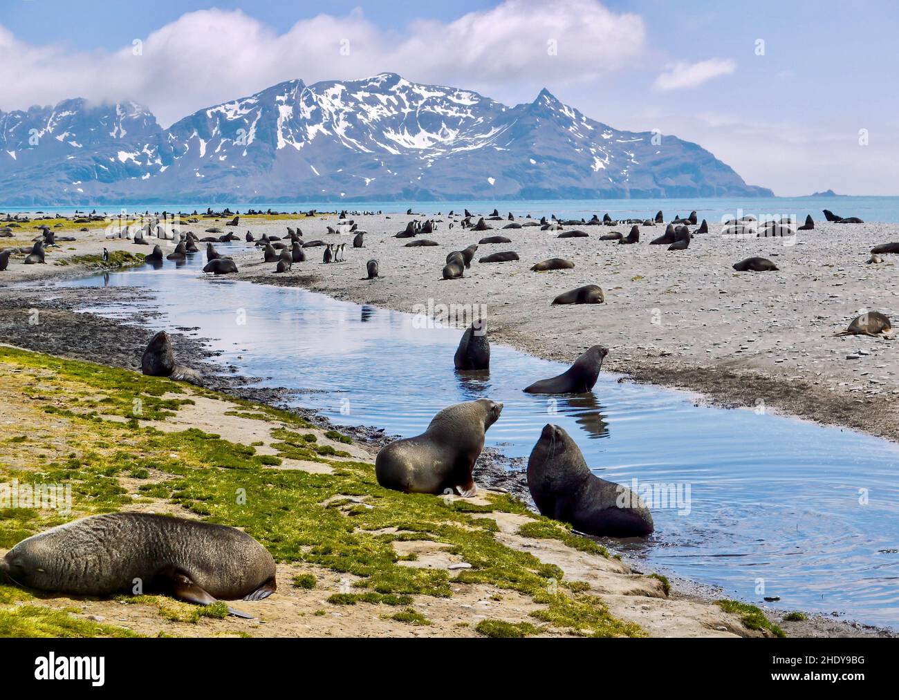 Colonie di foche antartiche (Arctocephalus gazella) e pinguini reali (Aptenodytes patagonicus) sulla spiaggia vicino alla piana di Salisbury, Georgia del Sud i Foto Stock
