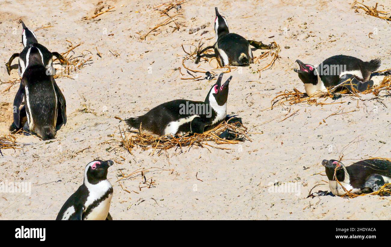 Un gruppo di pinguini africani (Spheniscus demersus) che tengono le uova calde sui loro nidi sulla spiaggia di Boulders a False Bay, vicino a Città del Capo, Sudafrica. Foto Stock