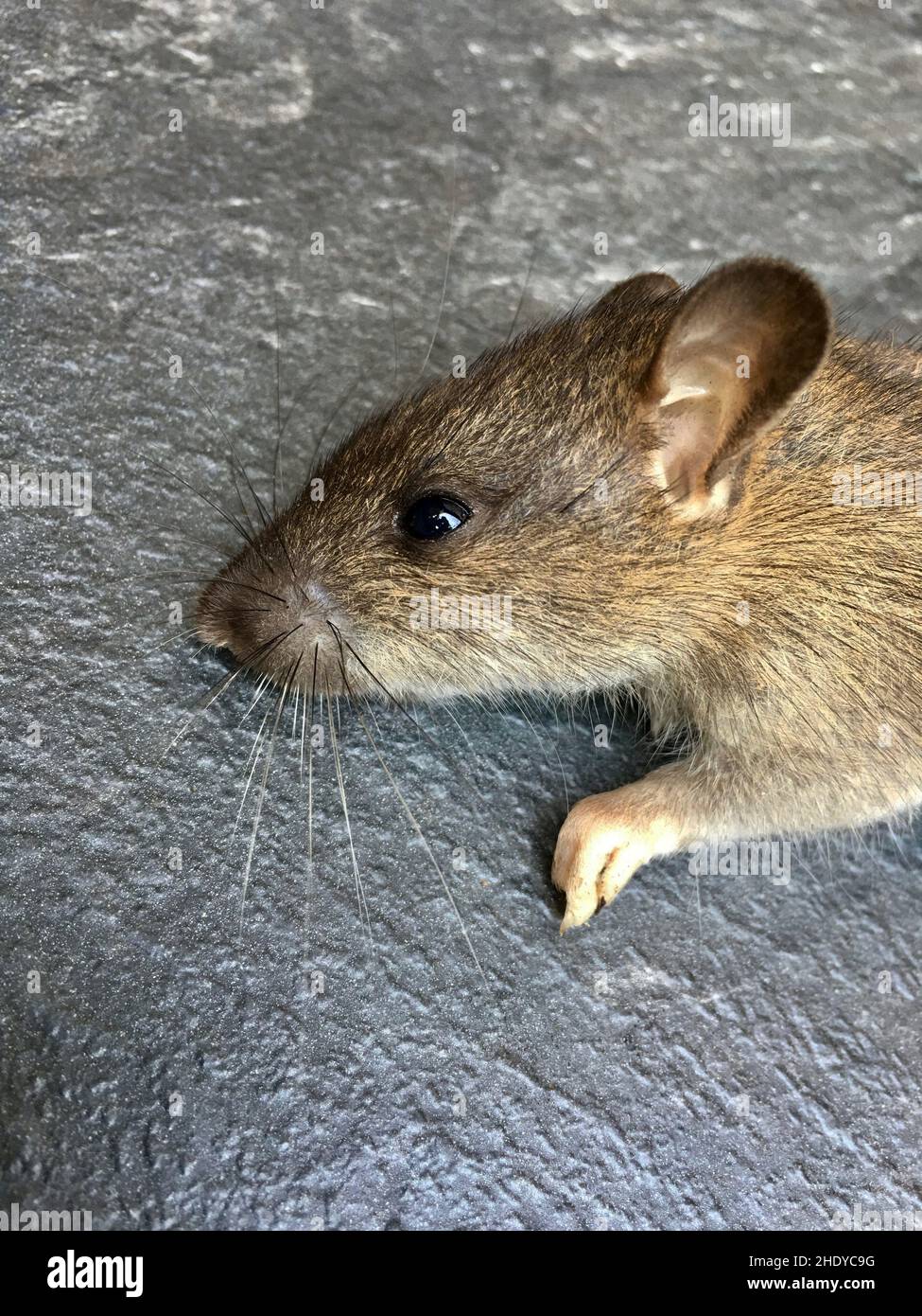 ratto, organismo velenoso, ratti, organismi velenosi Foto Stock