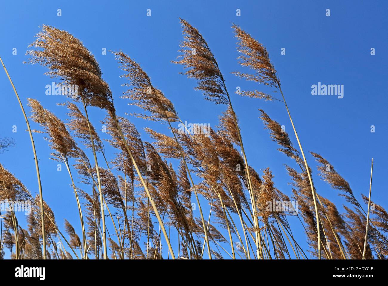 reed, canne Foto Stock