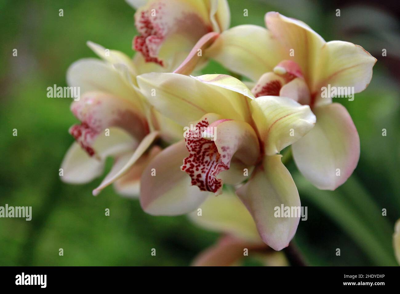 orchidea fiore, orchidee Foto Stock