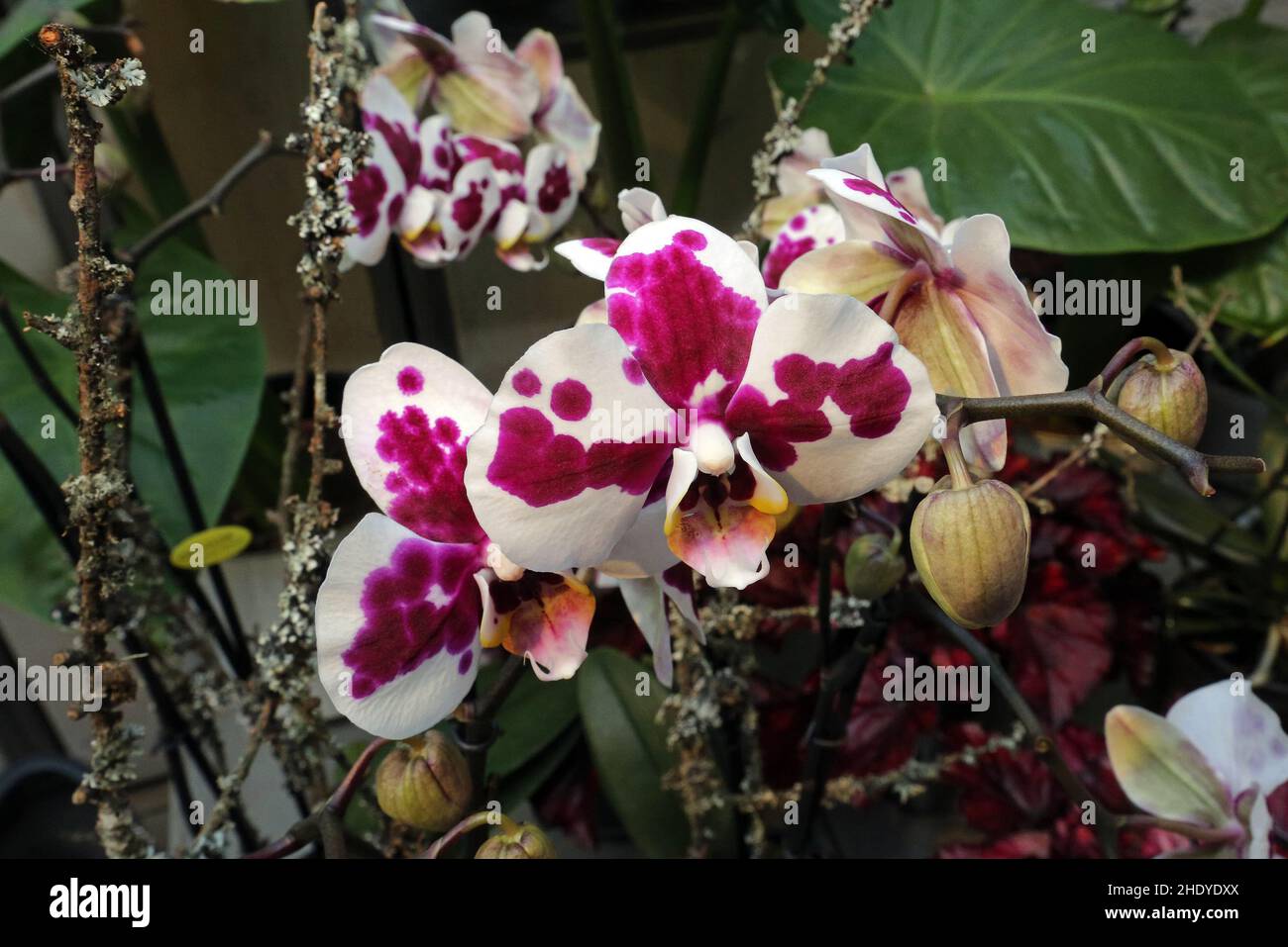 orchidea fiore, orchidee Foto Stock