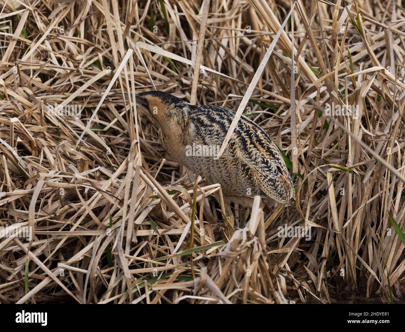 Tarabuso Botaurus stellaris in un canale di acqua tra Reedmace Typha latifolia, Blashford Laghi Riserva Naturale, Hampshire e dell' Isola di Wight selvatica Foto Stock