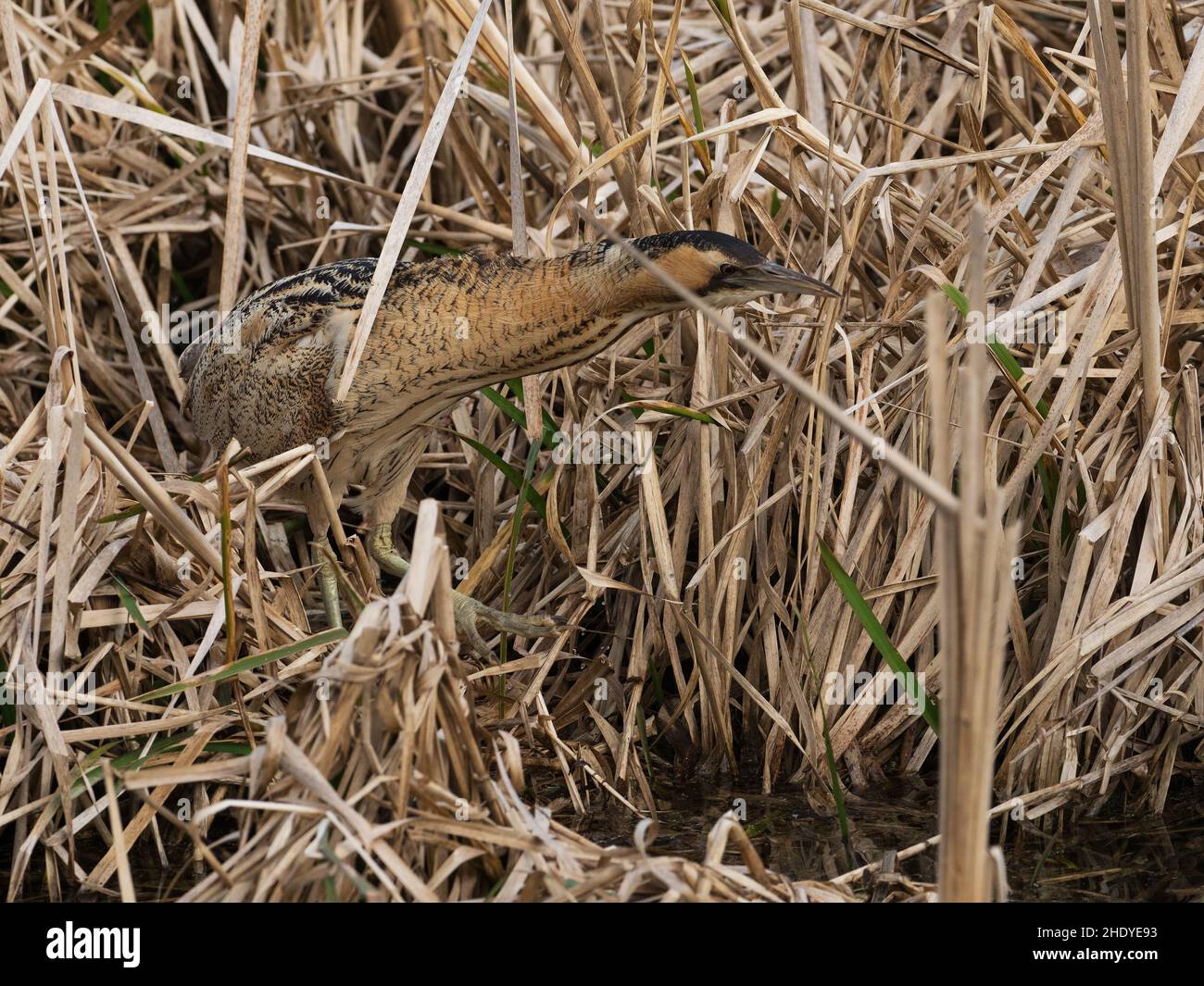 Tarabuso Botaurus stellaris in un canale di acqua tra Reedmace Typha latifolia, Blashford Laghi Riserva Naturale, Hampshire e dell' Isola di Wight selvatica Foto Stock