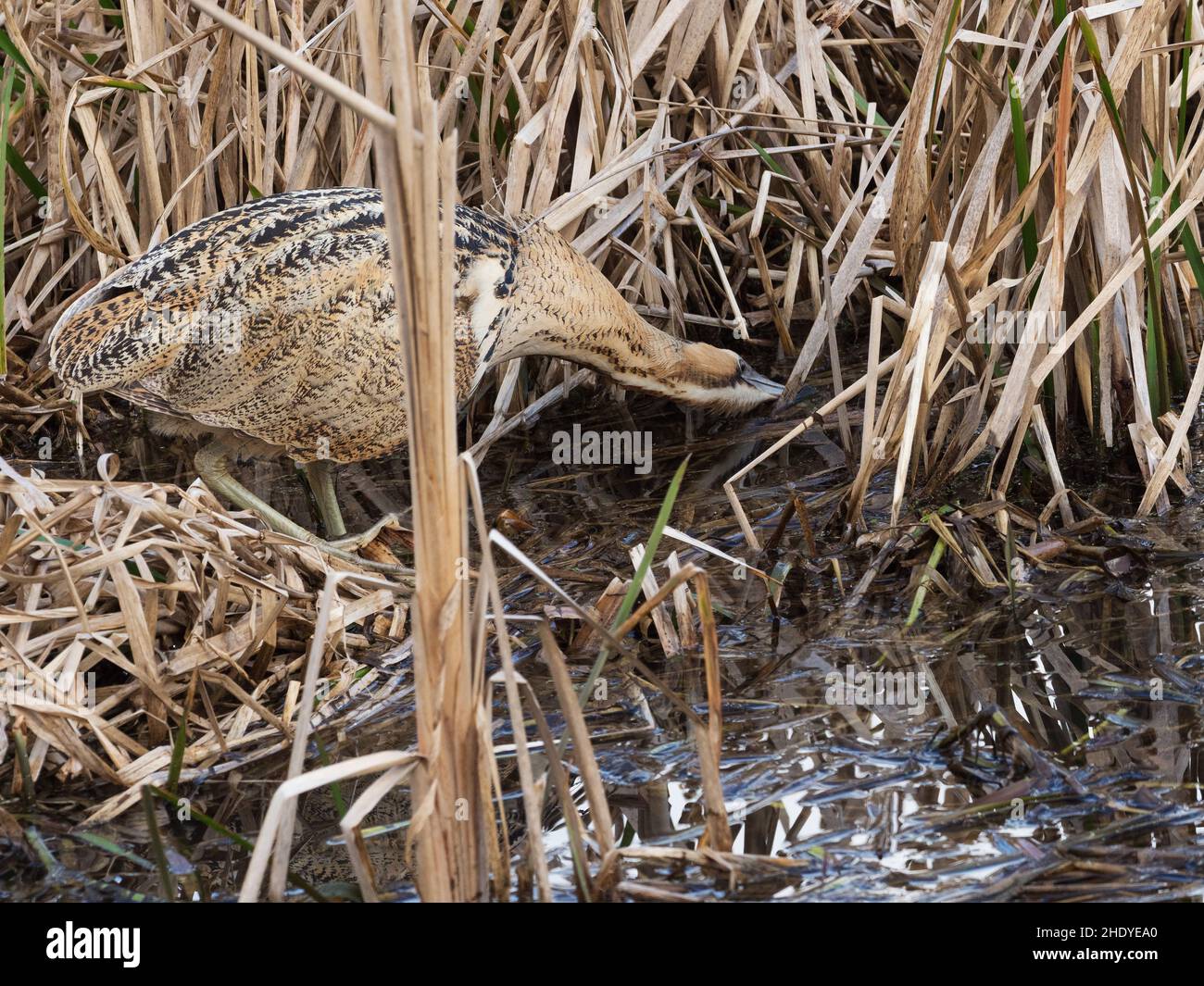 Tarabuso Botaurus stellaris alla ricerca di cibo in un canale di acqua tra Reedmace Typha latifolia, Blashford Laghi Riserva Naturale, Hampshire e Foto Stock