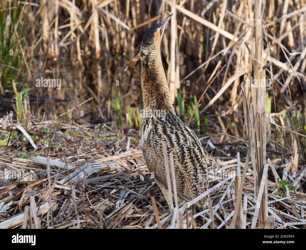 Tarabuso Botaurus stellaris tra Reedmace Typha latifolia, Blashford Laghi Riserva Naturale, Hampshire e dell' Isola di Wight Wildlife Trust Reserve, Foto Stock