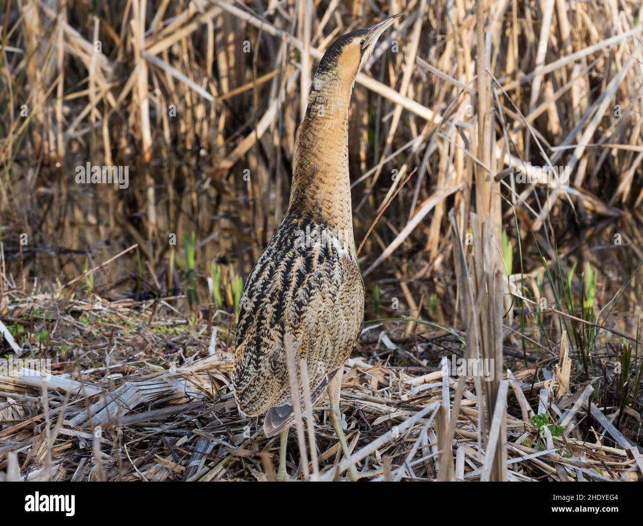 Tarabuso Botaurus stellaris tra Reedmace Typha latifolia, Blashford Laghi Riserva Naturale, Hampshire e dell' Isola di Wight Wildlife Trust Reserve, Foto Stock