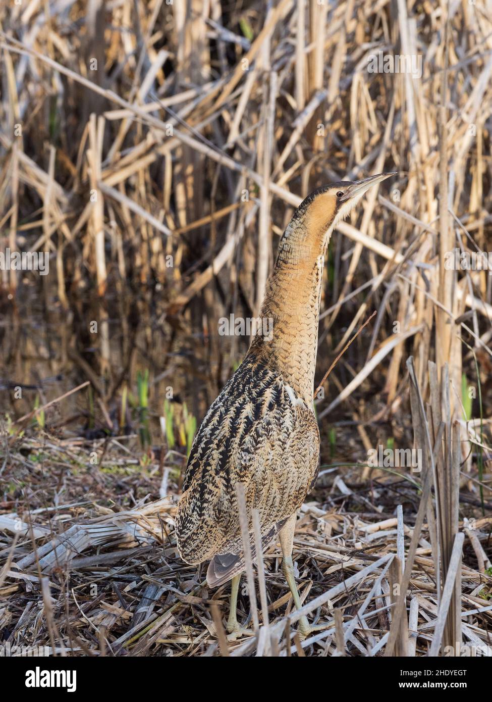 Tarabuso Botaurus stellaris tra Reedmace Typha latifolia, Blashford Laghi Riserva Naturale, Hampshire e dell' Isola di Wight Wildlife Trust Reserve, Foto Stock