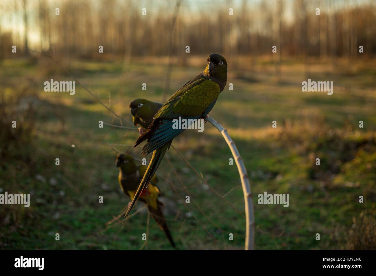 Gang di conure patagonian godendo Foto Stock