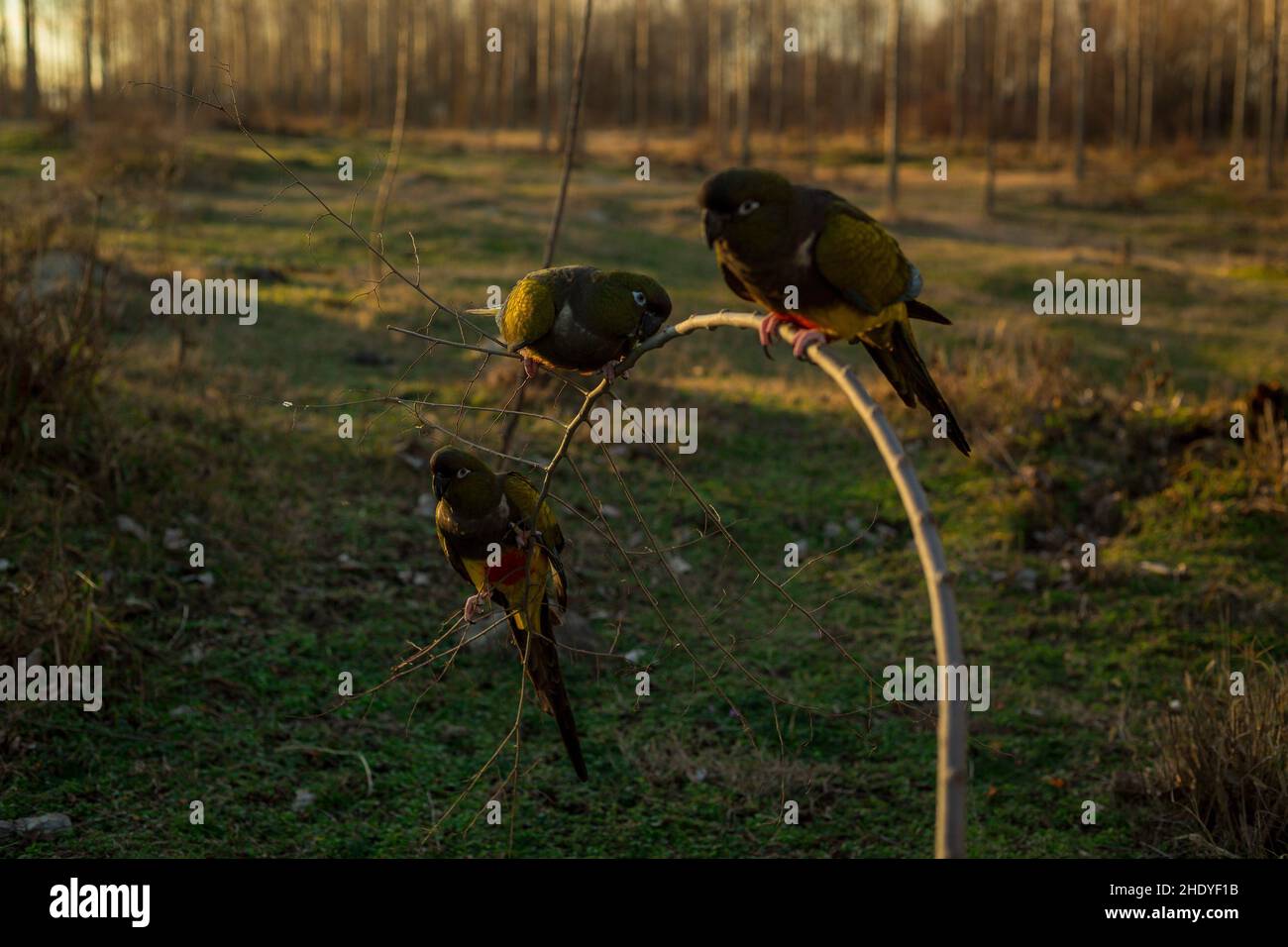 Tre pappagalli di burrowing hangin Foto Stock