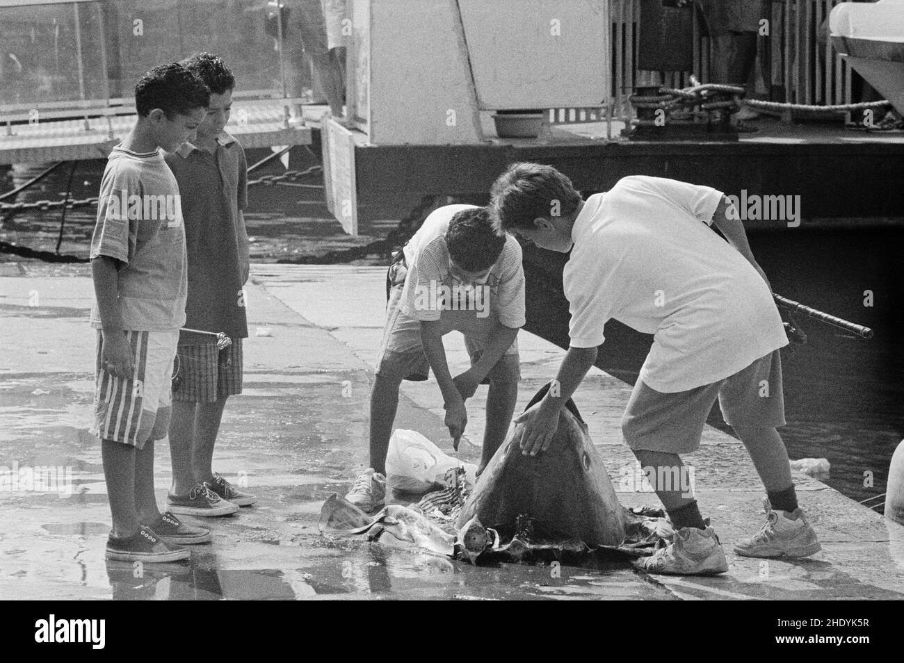 Ragazzi che guardano la testa di un tonno, mercato del pesce sul Quai des Belges, Porto Vecchio, Marsiglia, 28 agosto 1991, Dipartimento Bouches-du-Rhône, regione Provence-Alpes-Côte d'Azur, Francia Foto Stock