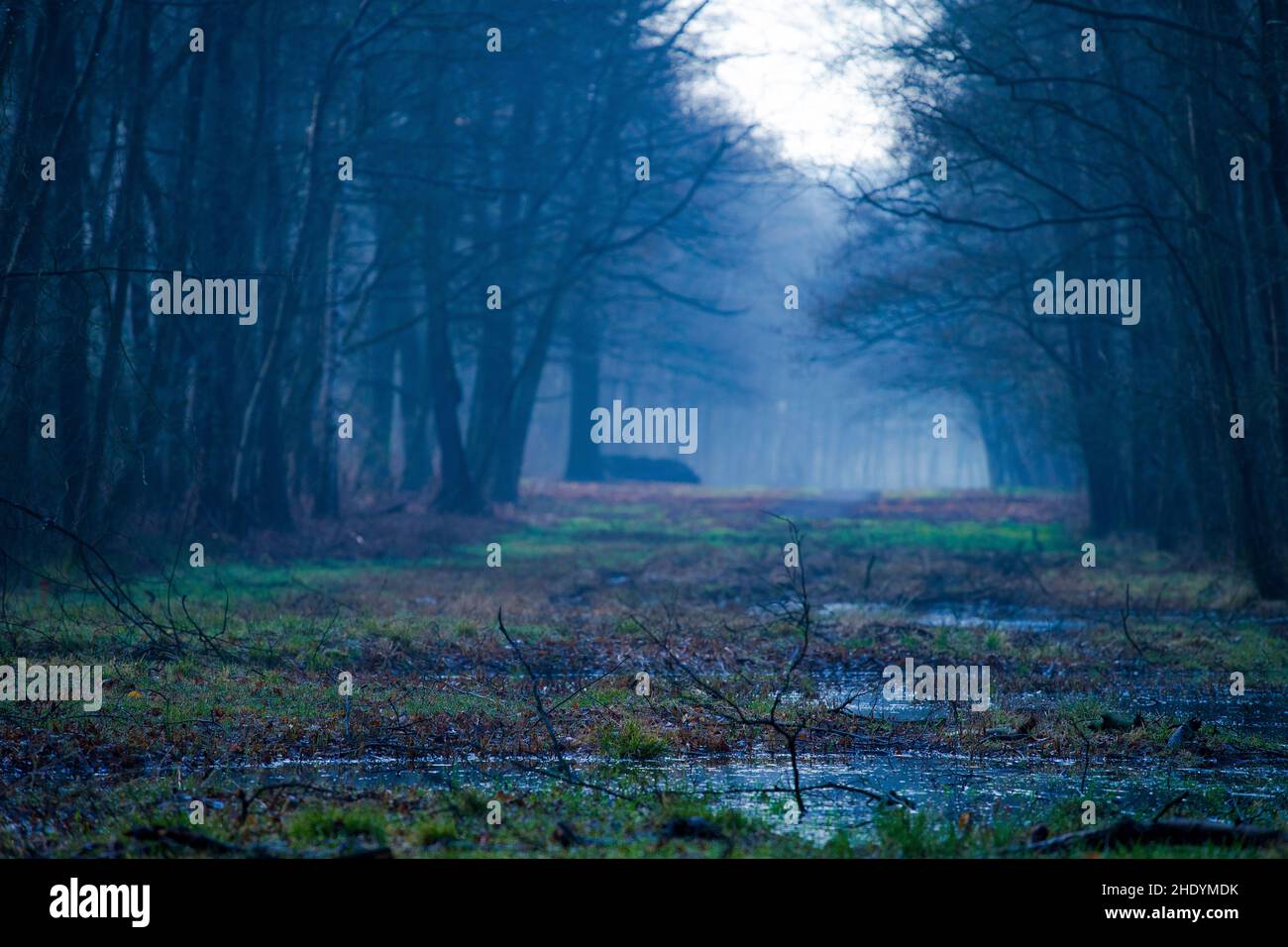 foresta, ora blu, palude, foreste, legno, boschi, boschi, ore blu, zone umide Foto Stock