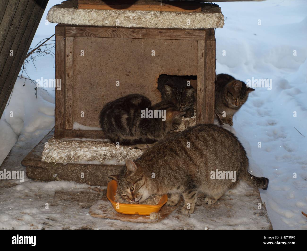 Gatti senza tetto in inverno vicino ad un canile di strada mangiare cibo sponsorizzato Foto Stock