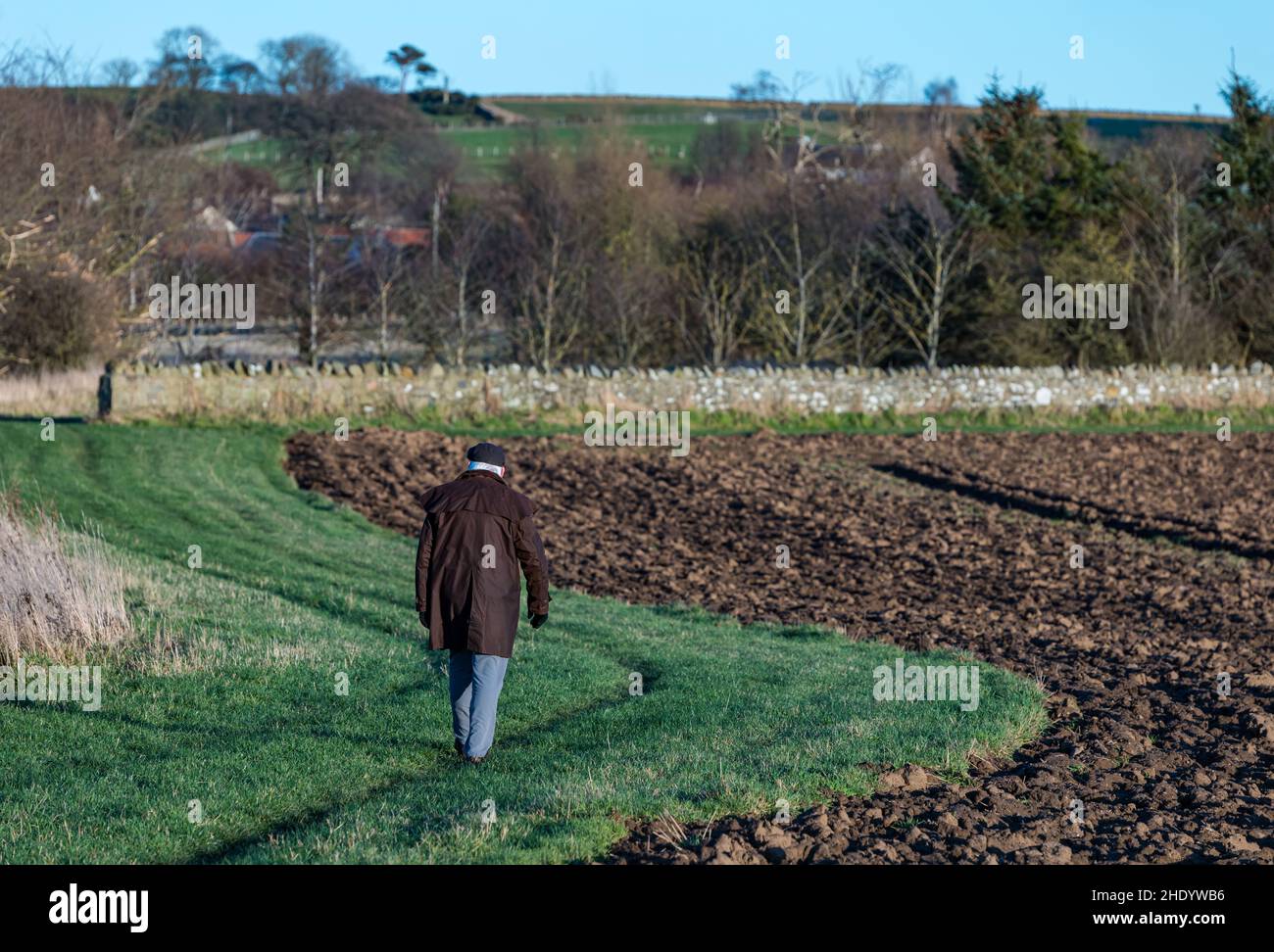 Uomo anziano che indossa il cappuccio piatto e la giacca cerata che cammina da solo su un bordo di campo in una fredda giornata di sole, East Lothian, Scozia, Regno Unito Foto Stock