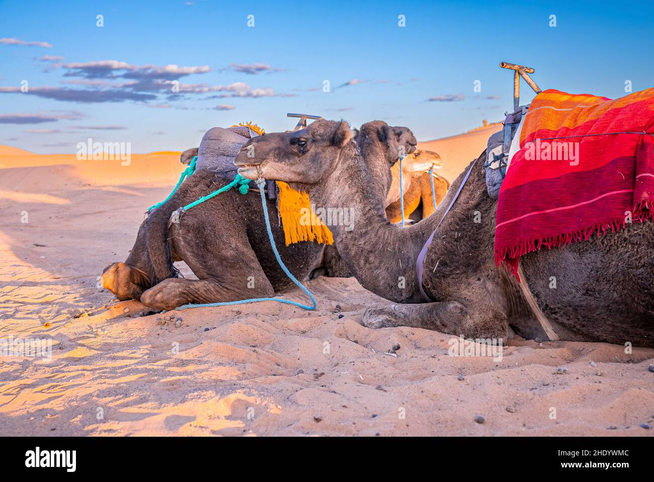 Cammelli dromedari seduti sulla sabbia nel deserto contro il cielo il giorno d'estate Foto Stock
