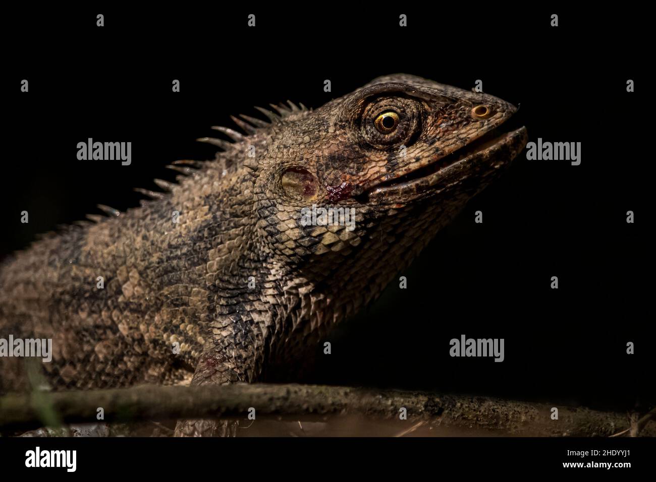 Faccia da vicino su di una lucertola bella con sfondo scuro Foto Stock