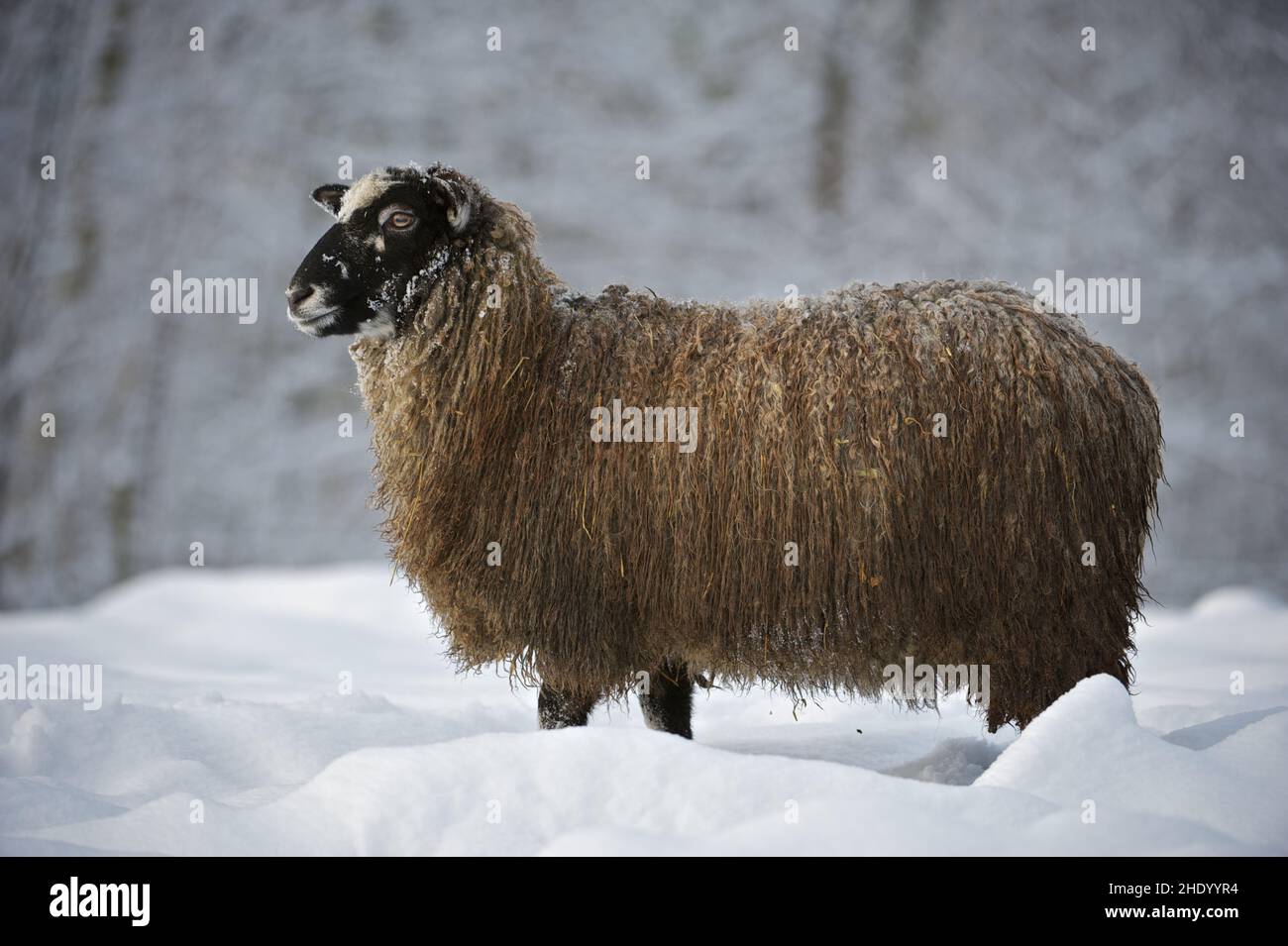 Primo piano della pecora marrone all'aperto in inverno. Foto Stock