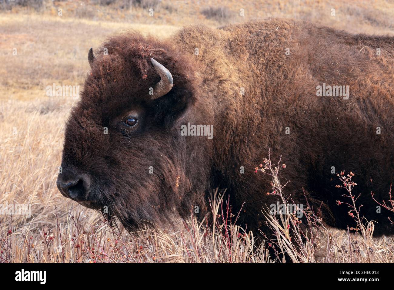 American Bison (Bison bison) pascolo nel Wind Cave National Park, South Dakota, USA Foto Stock
