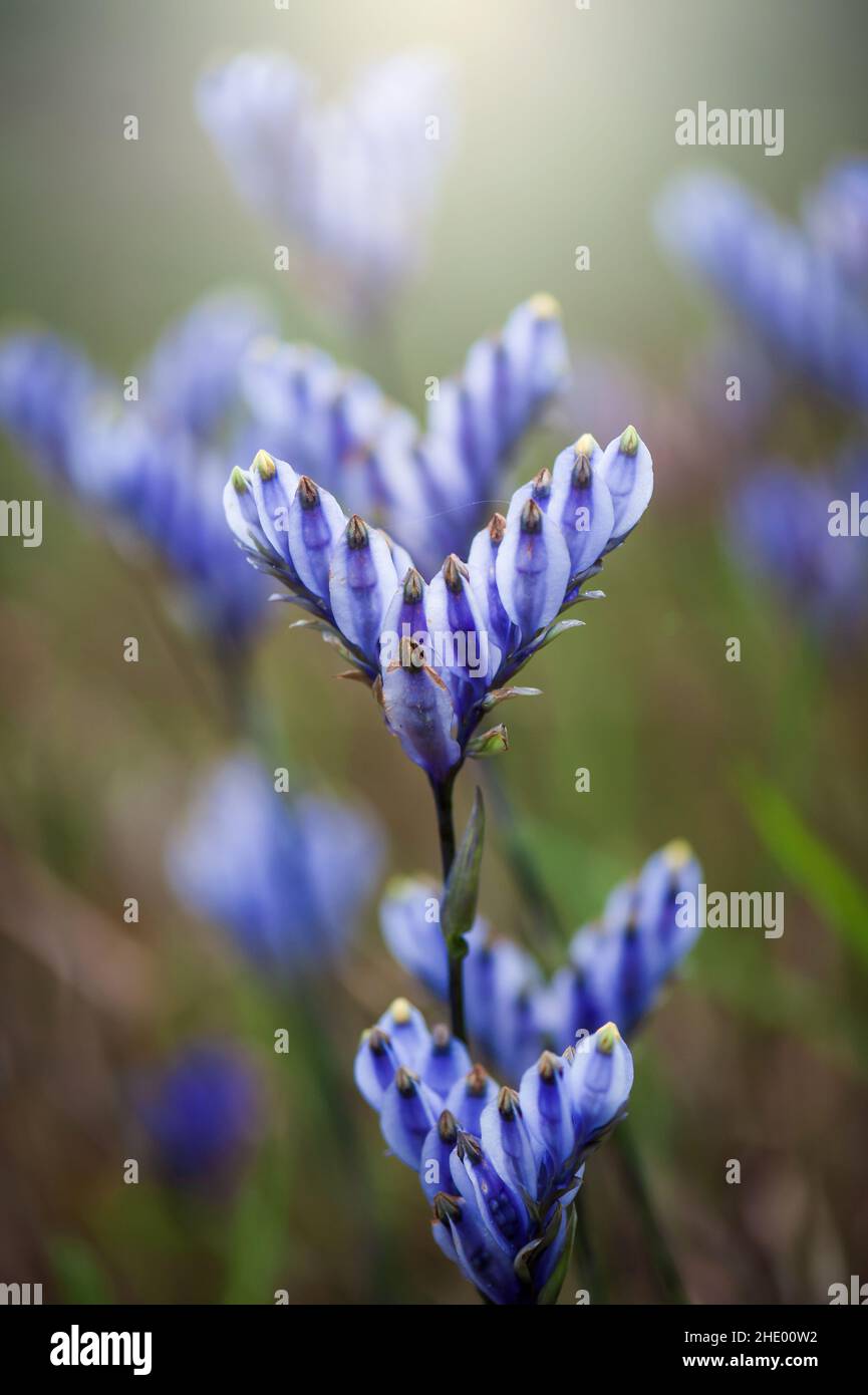 Fioritura Burmannia distilla fiori in una zona umida all'alba. Campi di fiori viola in piena fioritura. Primo piano. Concentratevi sul petalo viola. Foto Stock