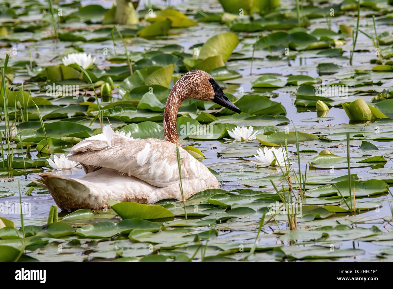 Cigno trombettista tra le lilippad sul lago Phantom presso la Crex Meadows Wildlife Area, Grantsburg, Wisconsin USA. Foto Stock