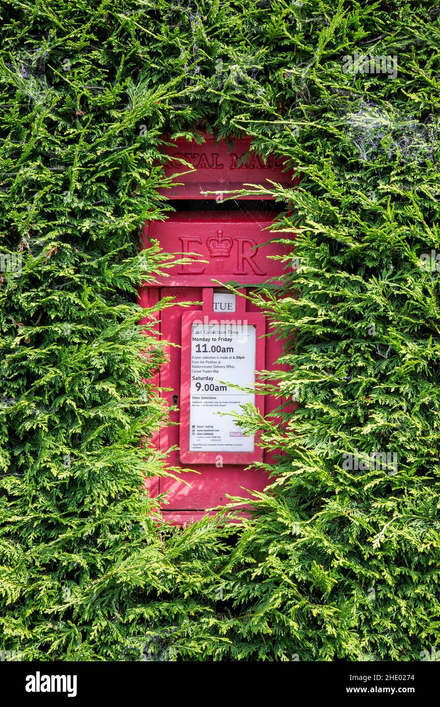Primo piano di isolato, British ER postbox nascosto in una siepe leylandii rurale, nel villaggio di campagna del Regno Unito. Foto Stock