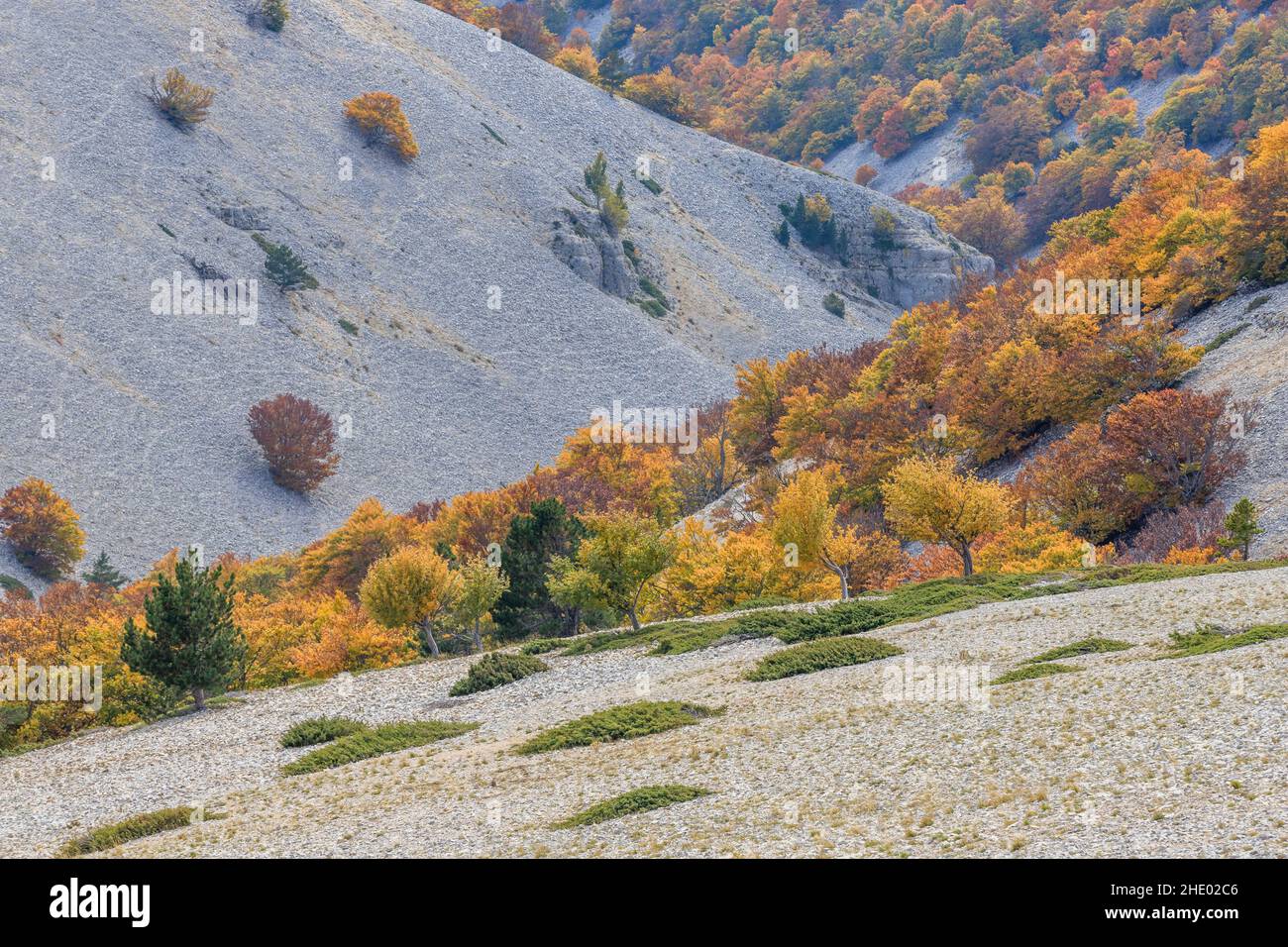 Francia, Vaucluse, Parc Naturel Regional du Mont Ventoux (Parco Naturale Regionale del Mont Ventoux), Bedouin, Mont Ventoux, lato sud di Mont Ventoux, faggio Foto Stock