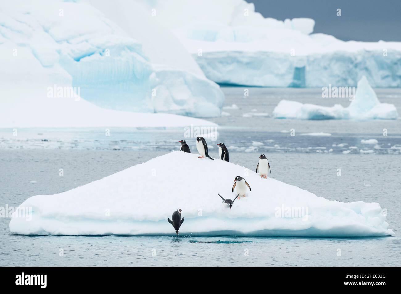 I pinguini Gentoo si tuffano da un iceberg a Cuverville Island, Antartide. Foto Stock