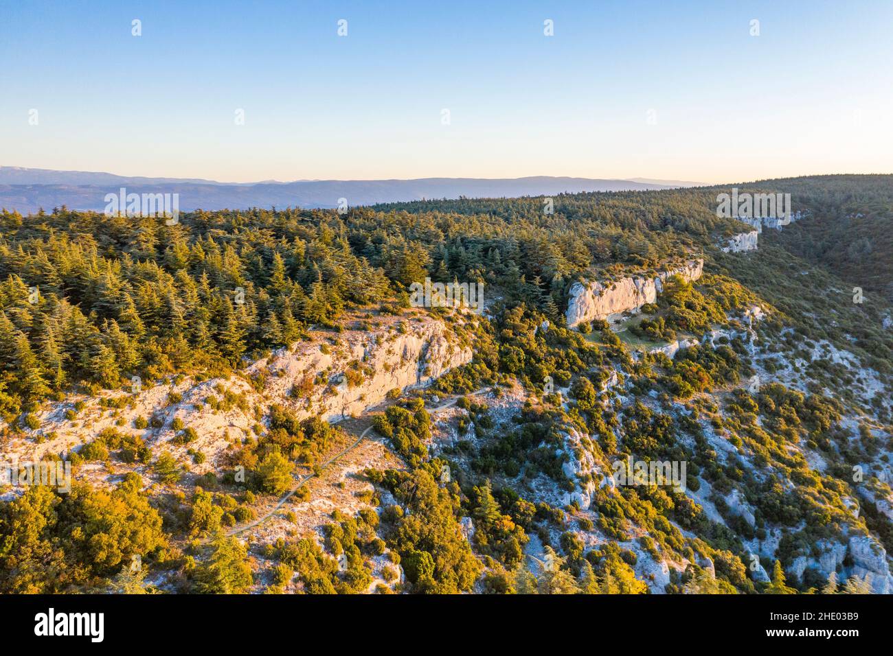 Francia, Vaucluse, Parc Naturel Regional du Luberon (Parco Naturale Regionale del Luberon), Lacoste, Foret de Cedres du Petit Luberon (Foresta di cedro di Petit L Foto Stock