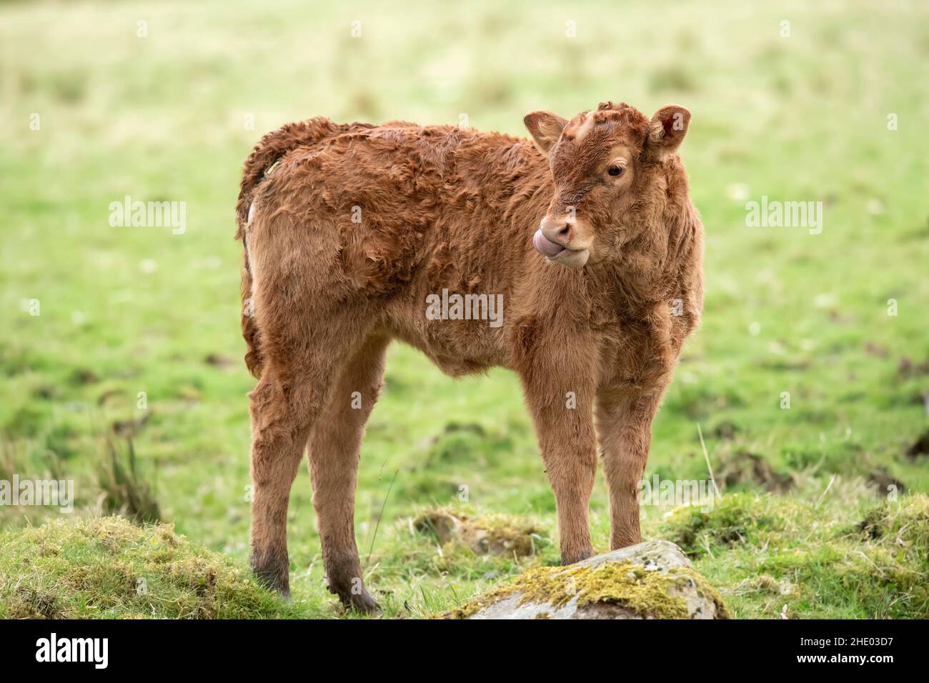 Un vitello marrone, primo piano, in un campo in Scozia, regno unito in estate Foto Stock