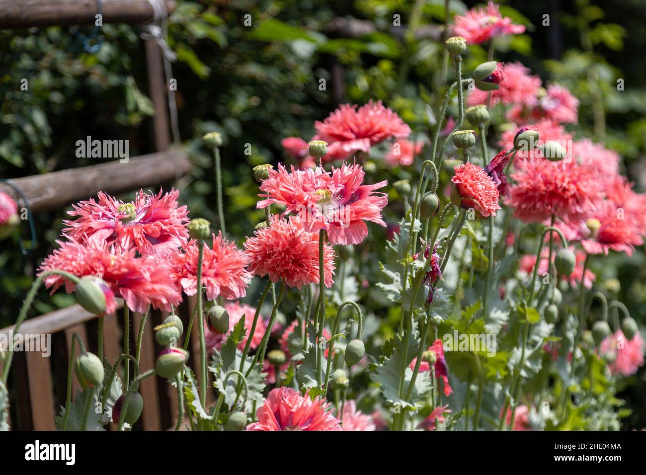 Papavero frangiato rosso, Papaver lacinatum (Chrimson Feathers) e il suo bel fiore rosa. Foto Stock