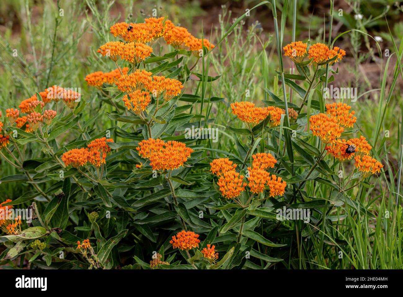 L'erbaccia alle farfalle arancione che attrae le api presso la Crex Meadows state Wildlife Area, Grantsburg, Wisconsin USA. Foto Stock