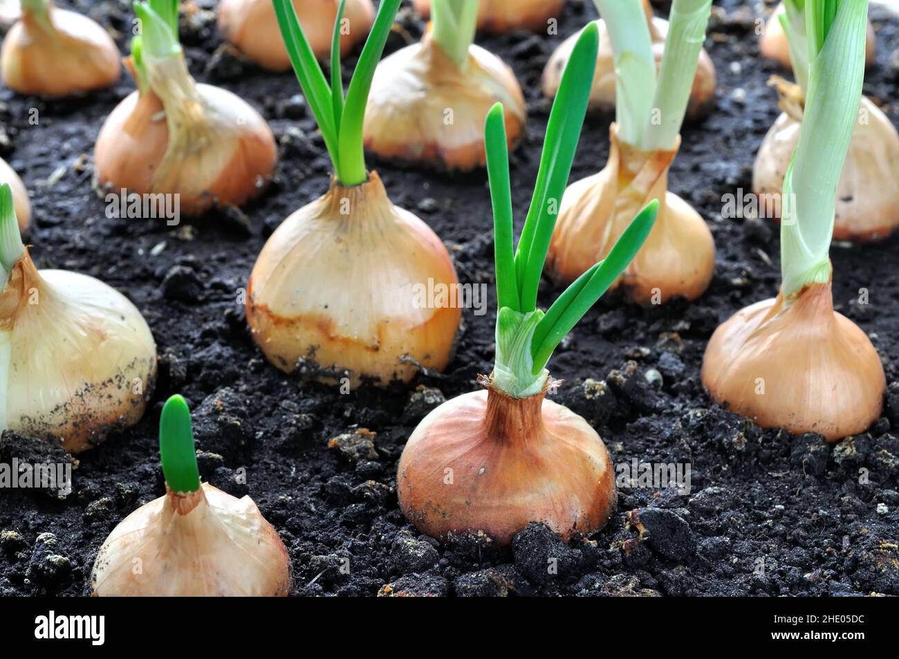 Close-up di crescente di cipolla verde nel giardino vegetale Foto Stock
