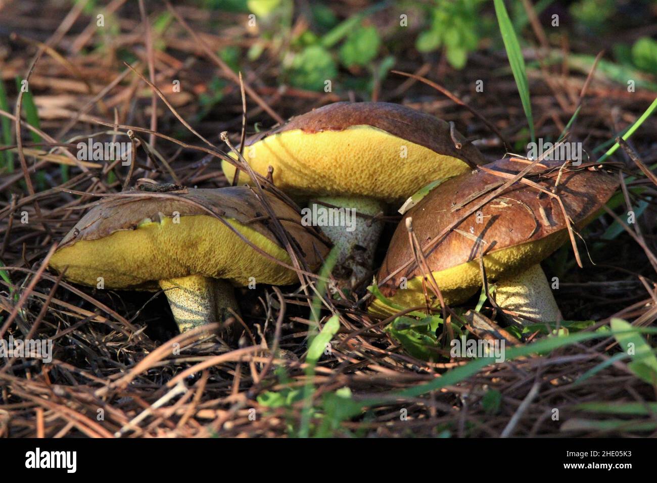Primo piano di due funghi granulari del piatto del burro che crescono sul terreno tra erba e foglie Foto Stock