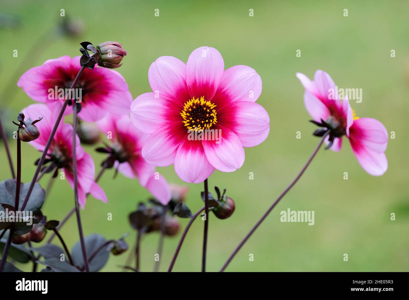 Dahlia "Wishes n Dreams". Biancheria da letto nana singola dahlia Foto Stock