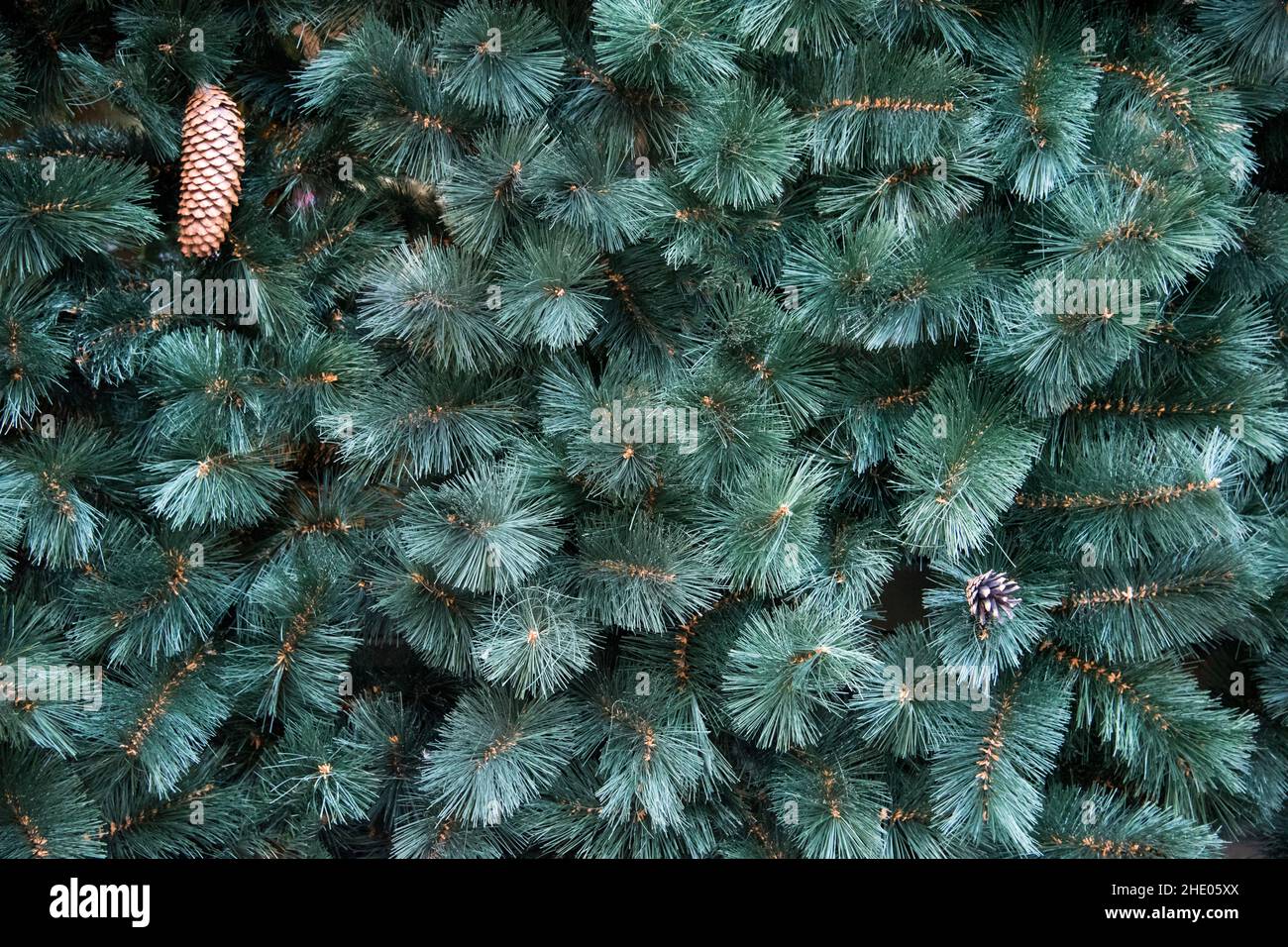 Trama di parete decorata con rami di pino verde abete, coni di abete, decorazioni di Natale sfondo. Abete rosso sempreverde Foto Stock