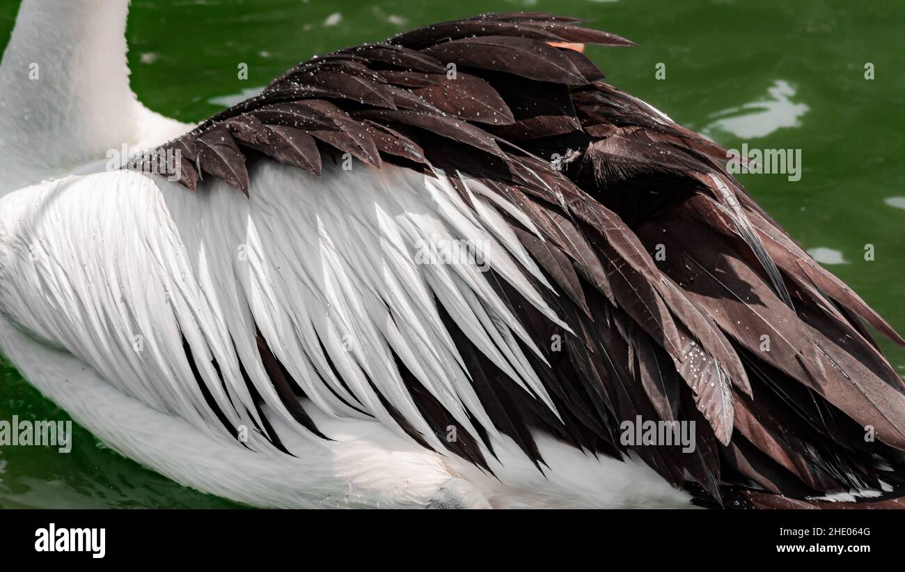 Piuma Pelican sulle ali dettagli e texture Foto Stock