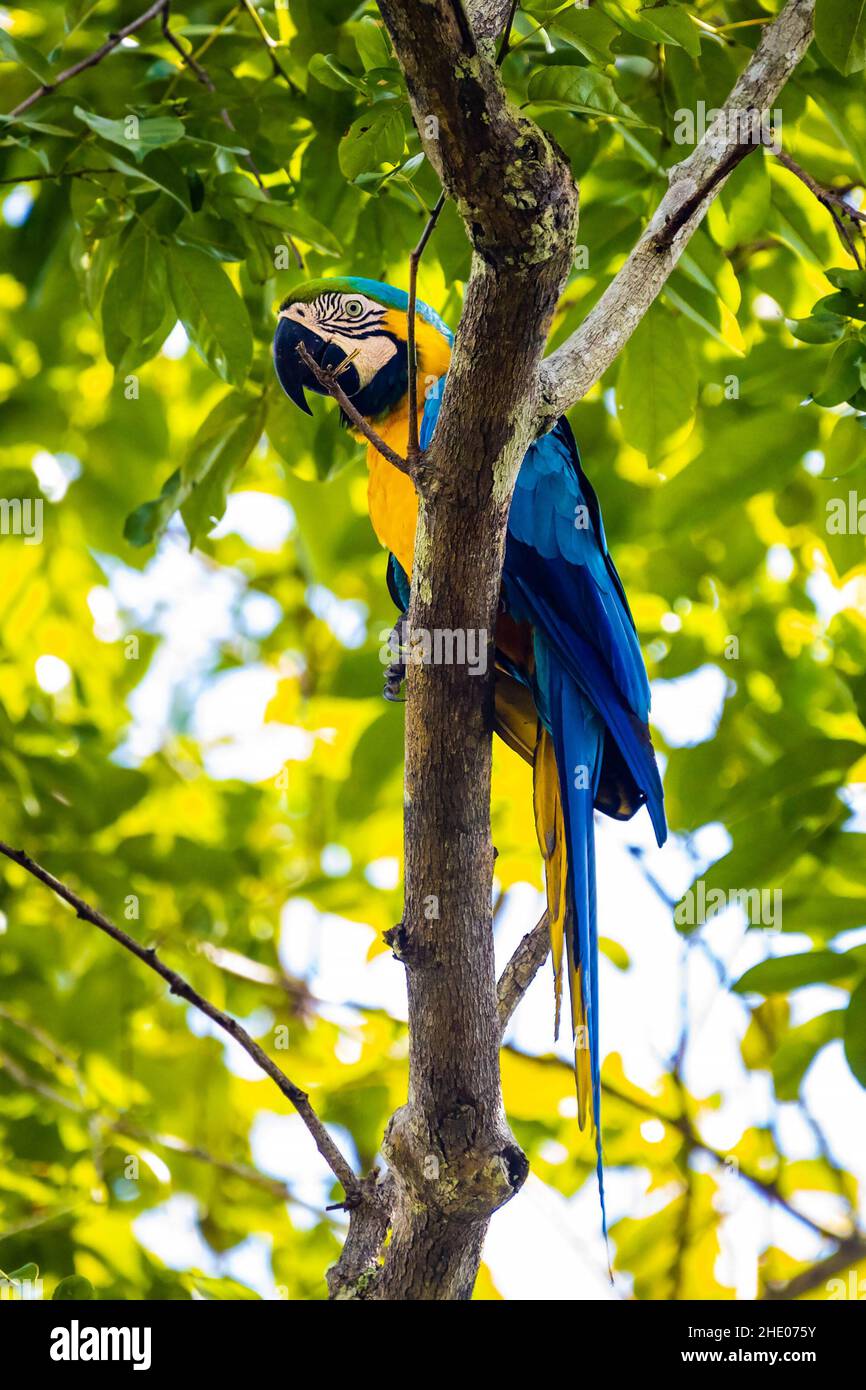 Bellissimo ritratto di macaw blu e giallo sull'albero nella giungla Foto Stock