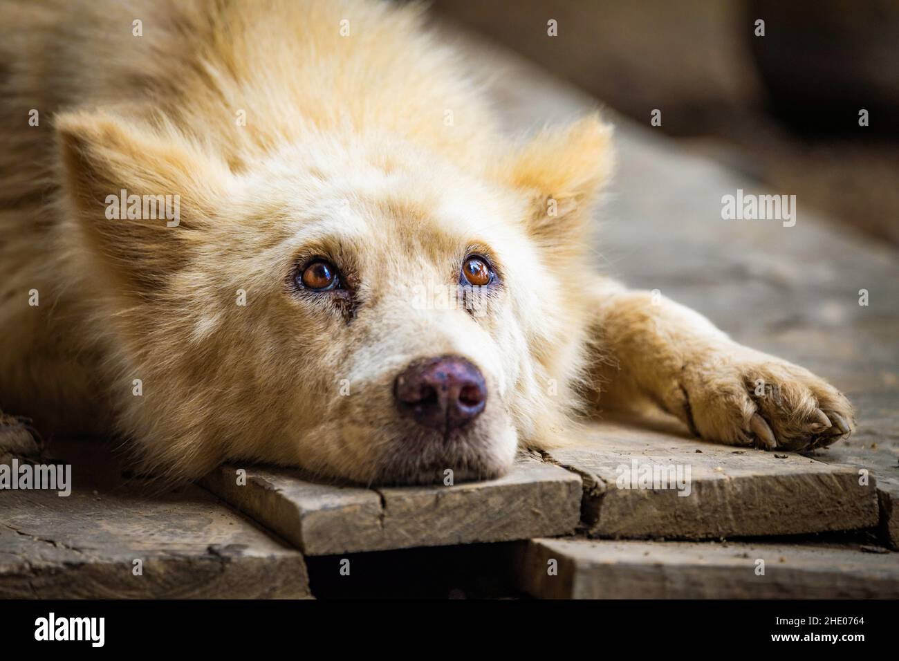 Cane bianco solitario adagiato su pavimento di legno fissando ritratto Foto Stock